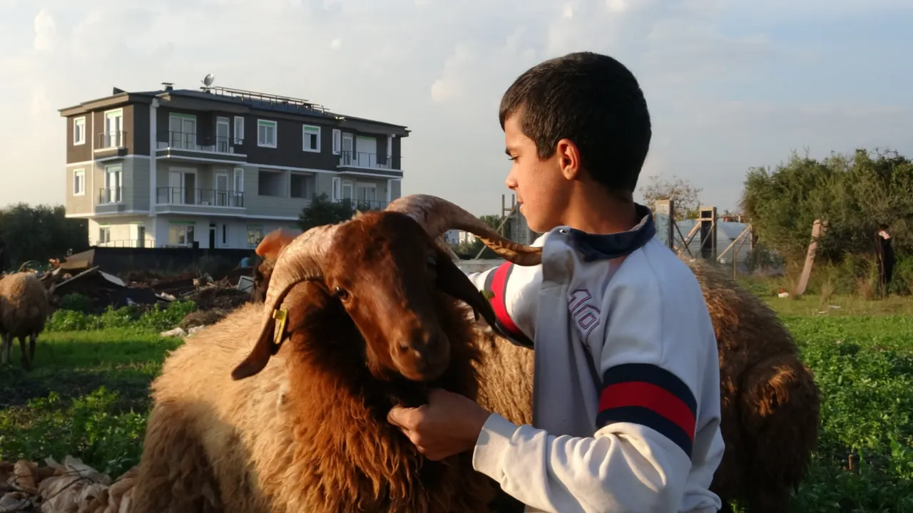 ANTALYA'DA YAKLAŞIK 1 HAFTA ÖNCE KAYBOLDU VEYA ÇALINDIĞI DÜŞÜNÜLEN 2 KOYUN ÇÖKEN TOPRAK NEDENİYLE ESKİ BİR SU KUYUSUNDA MAHSUR HALDE BULUNDU. (FATMA NİSA YORLUK/ANTALYA-İHA)Antalya'da yaklaşık 1 hafta önce kayboldu veya çalındığı düşünülen 2 koyun çöken toprak nedeniyle eski bir su kuyusunda mahsur halde bulundu. İtfaiye ekipleri 2 koyunu ip yardımıyla bulundukları yerden çıkartarak sahibine teslim etti.