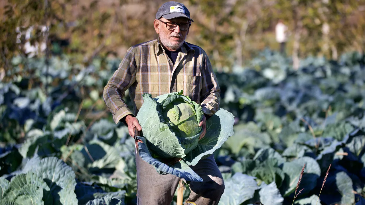 Ata tohumuyla ekiyor, aroması damak çatlatıyor! Dede mirası kazanç kapısına döndü