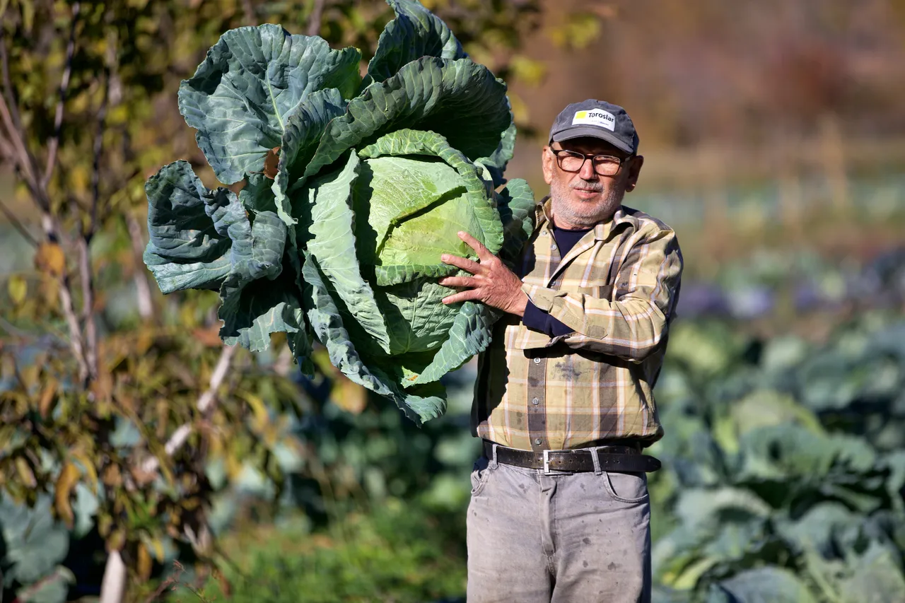 Ata tohumuyla ekiyor, aroması damak çatlatıyor! Dede mirası kazanç kapısına döndü