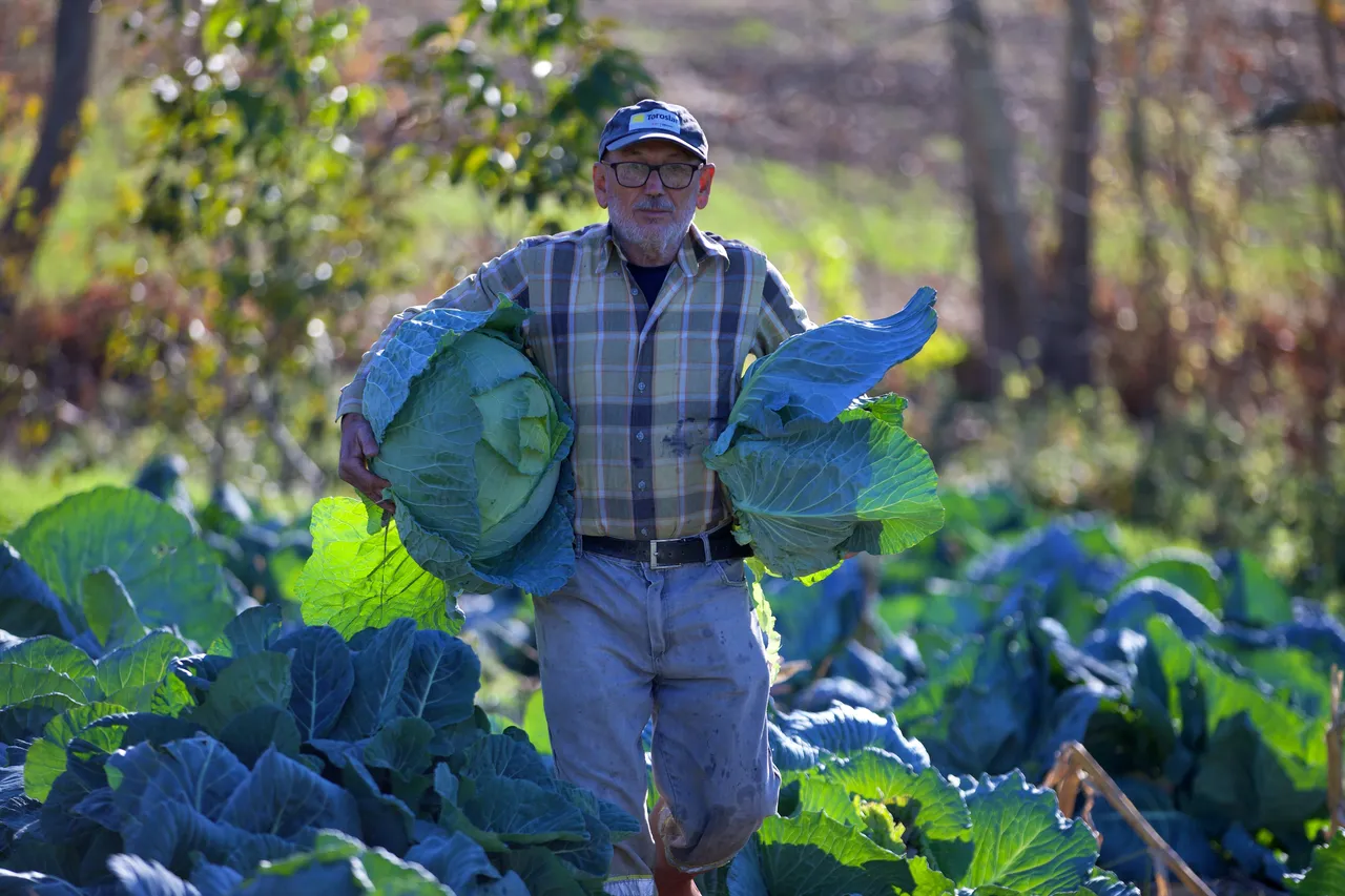 Ata tohumuyla ekiyor, aroması damak çatlatıyor! Dede mirası kazanç kapısına döndü