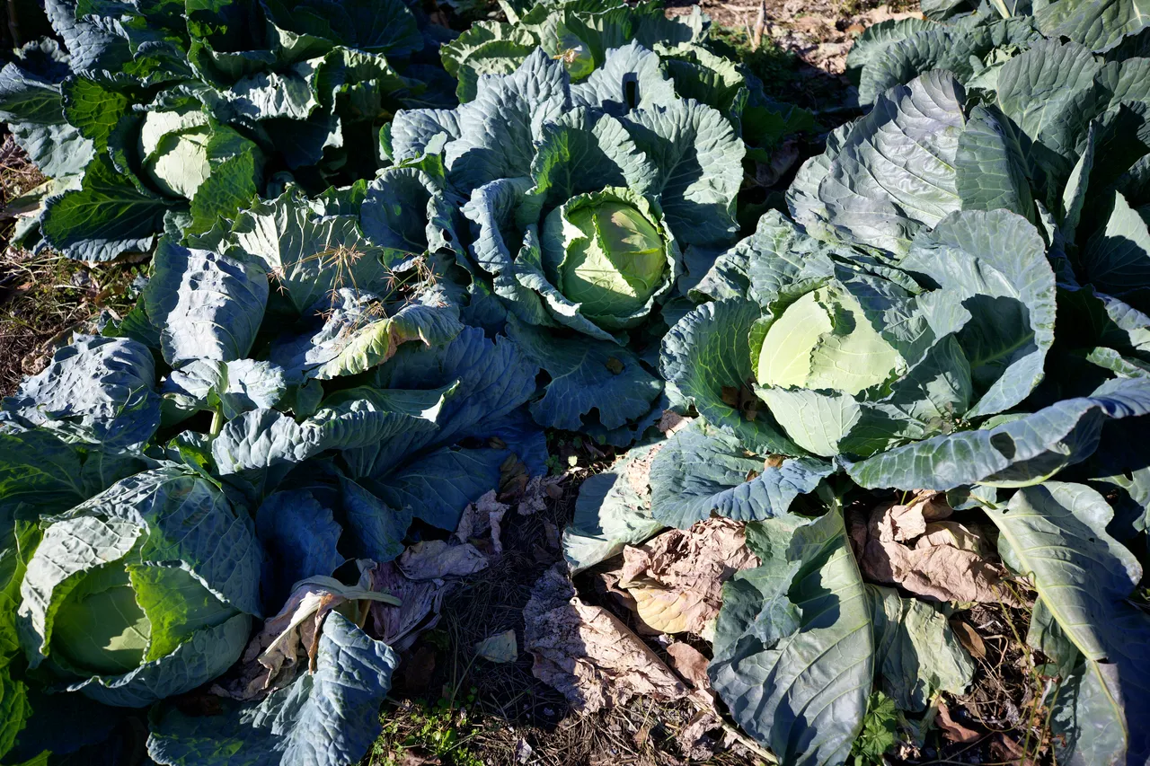 Ata tohumuyla ekiyor, aroması damak çatlatıyor! Dede mirası kazanç kapısına döndü