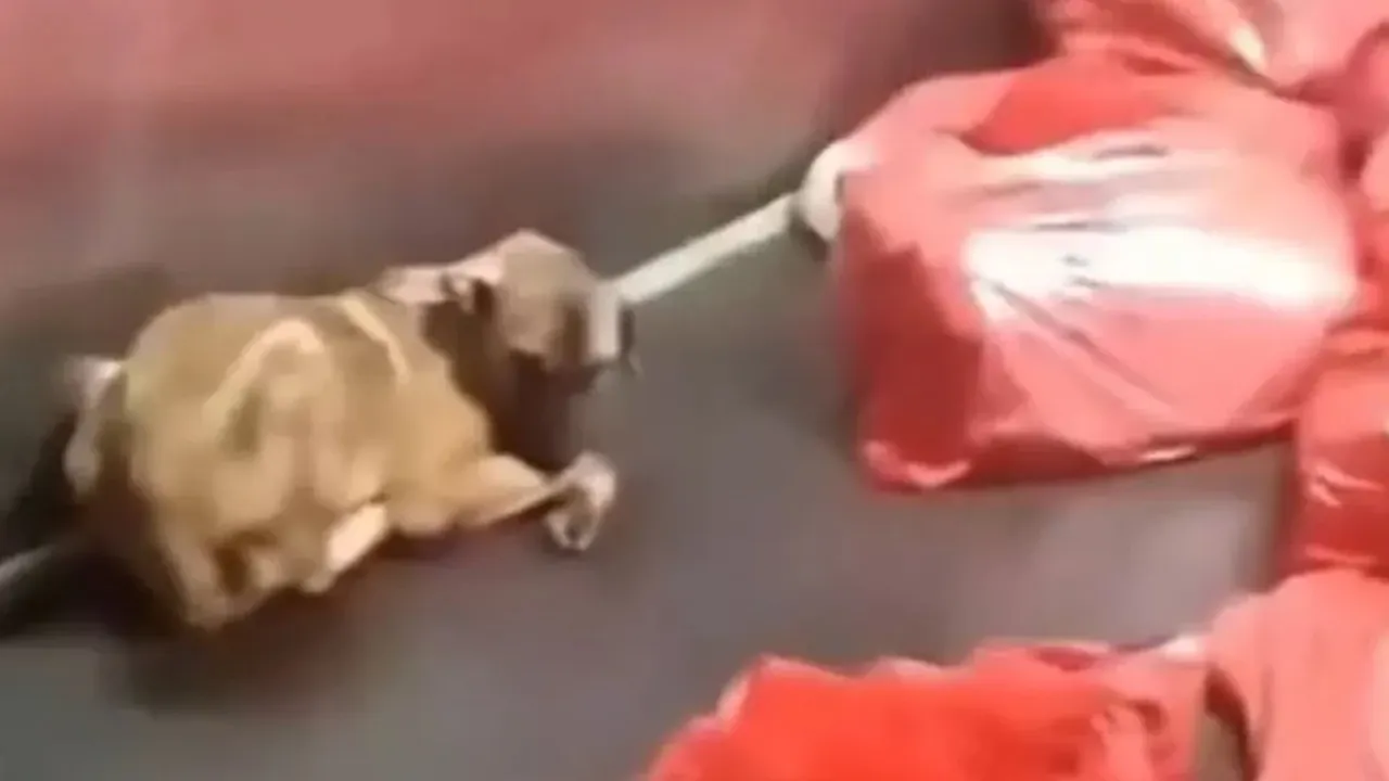 "Barınakta hayvanlar katlediliyor" denilmiş: Ankara Büyükşehir Belediyesi'nden açıklama geldi