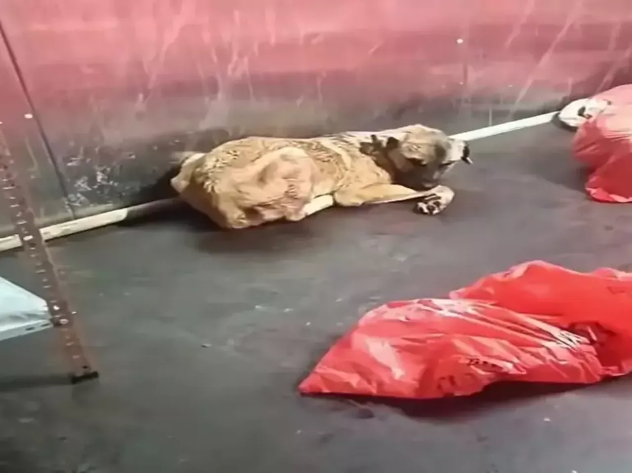 "Barınakta hayvanlar katlediliyor" denilmiş: Ankara Büyükşehir Belediyesi'nden açıklama geldi