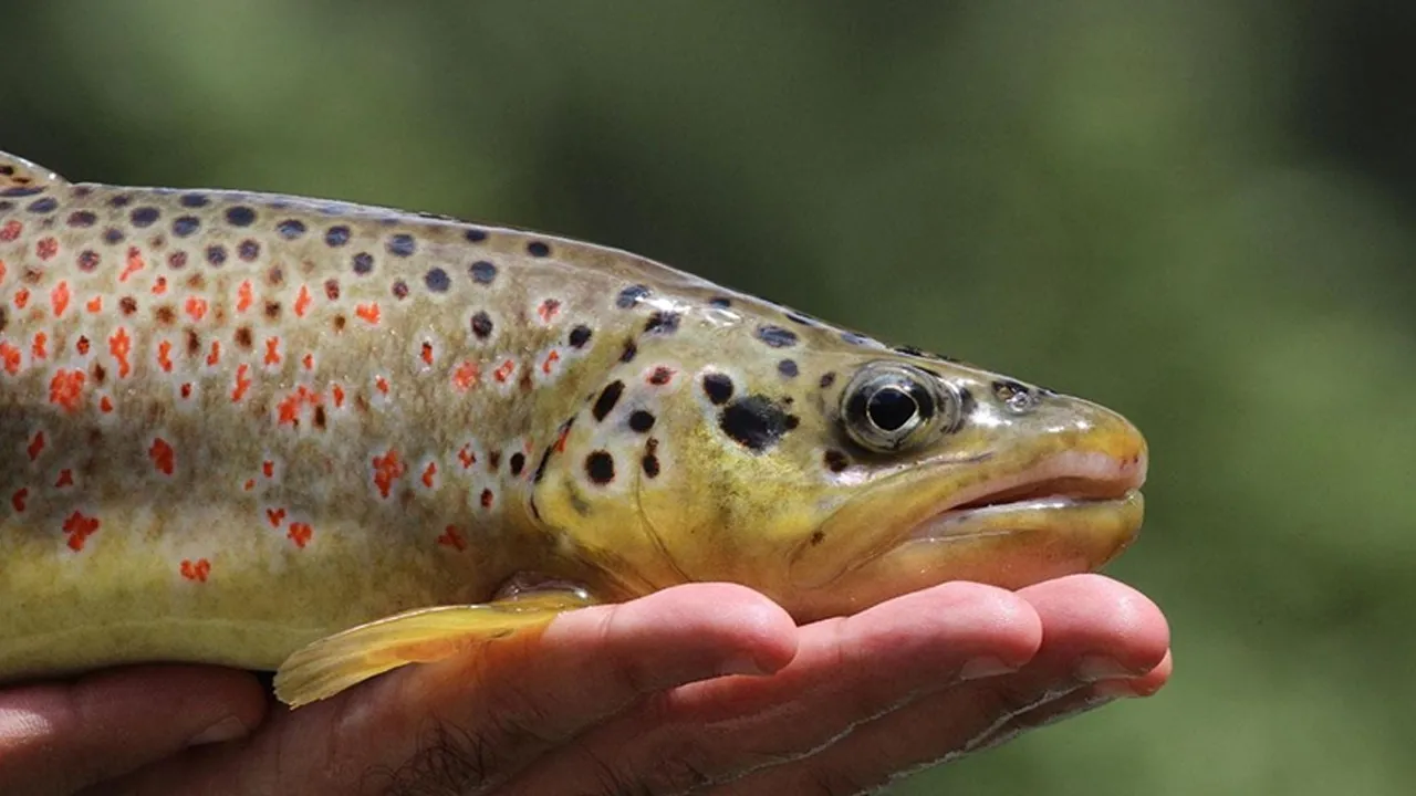 Türkiye'ye özgü, daha önce tanımlanmamış... İvriz ve Berdan çaylarında keşfedildi