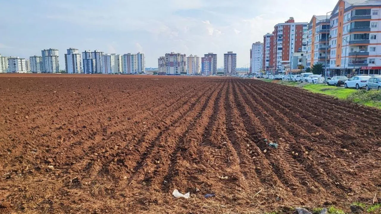 Apartmanların ortasında tek başına kaldı: Sahibi satmadı, patates ekti