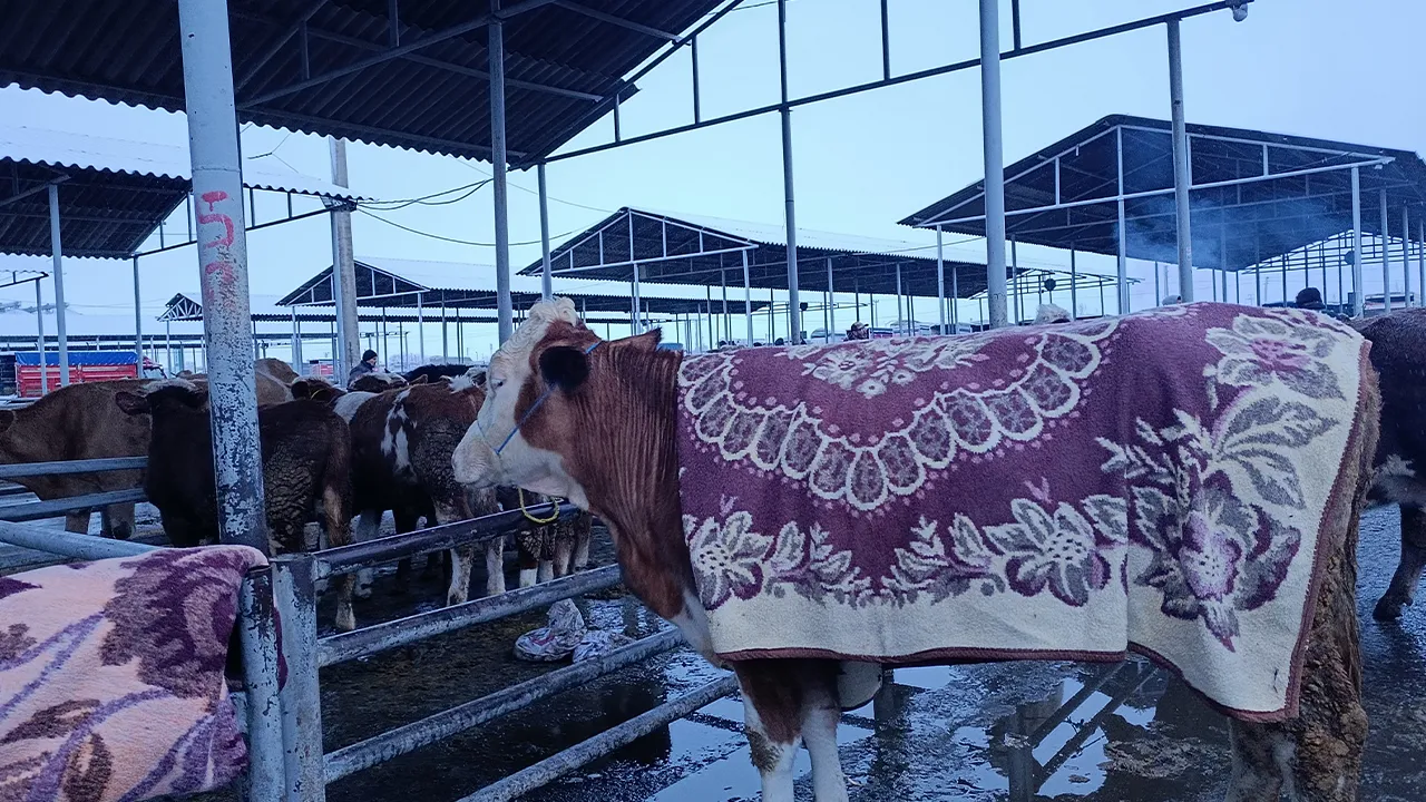 Sivas’ta besiciler, hayvanlarını  battaniyelerle soğuktan  korumaya çalışıyor.