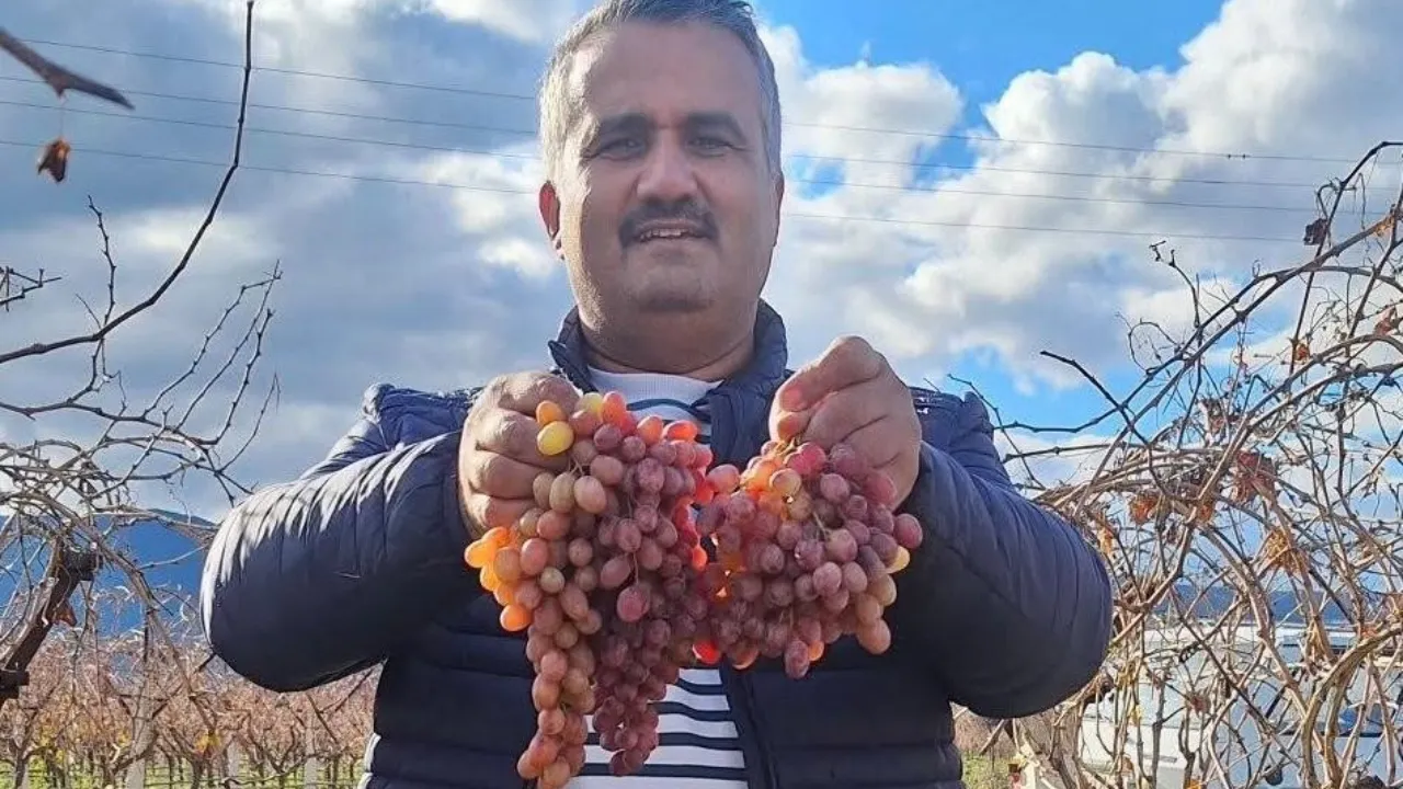 Soğuğa meydan okuyan üzüm: Crimson asmada tazeliğini koruyor