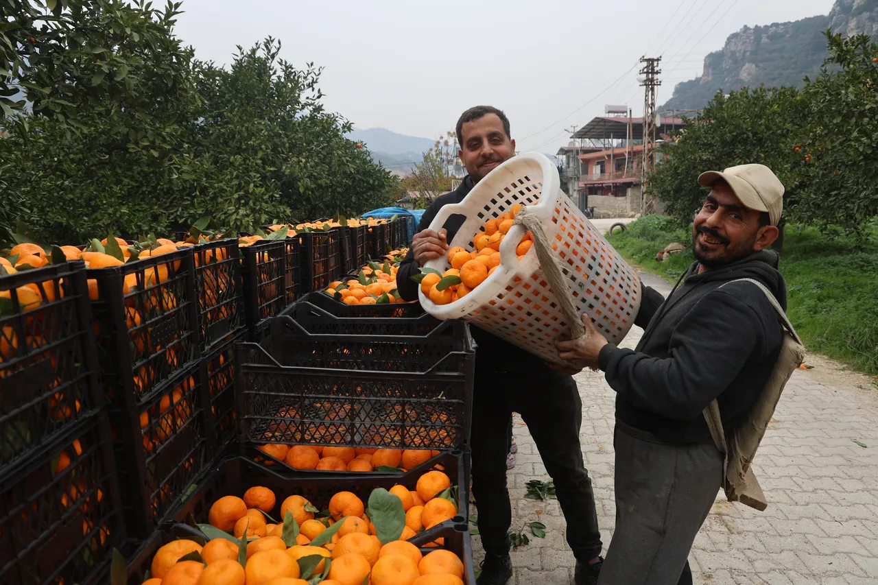 Tarlada 2 TL, markette 35 TL! Üreticiler mandalina fiyatlarına isyan etti