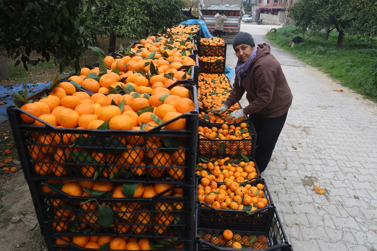 Tarlada 2 TL, markette 35 TL! Üreticiler mandalina fiyatlarına isyan etti