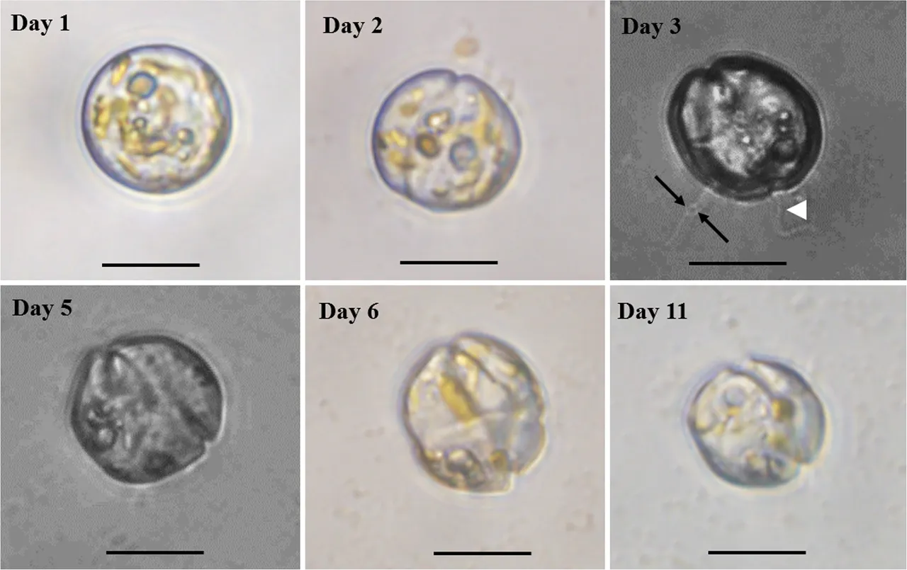 Güney Avustralya kıyılarında dehşet! İnsanlar zehirlendi, milyonlarca deniz canlısı öldü