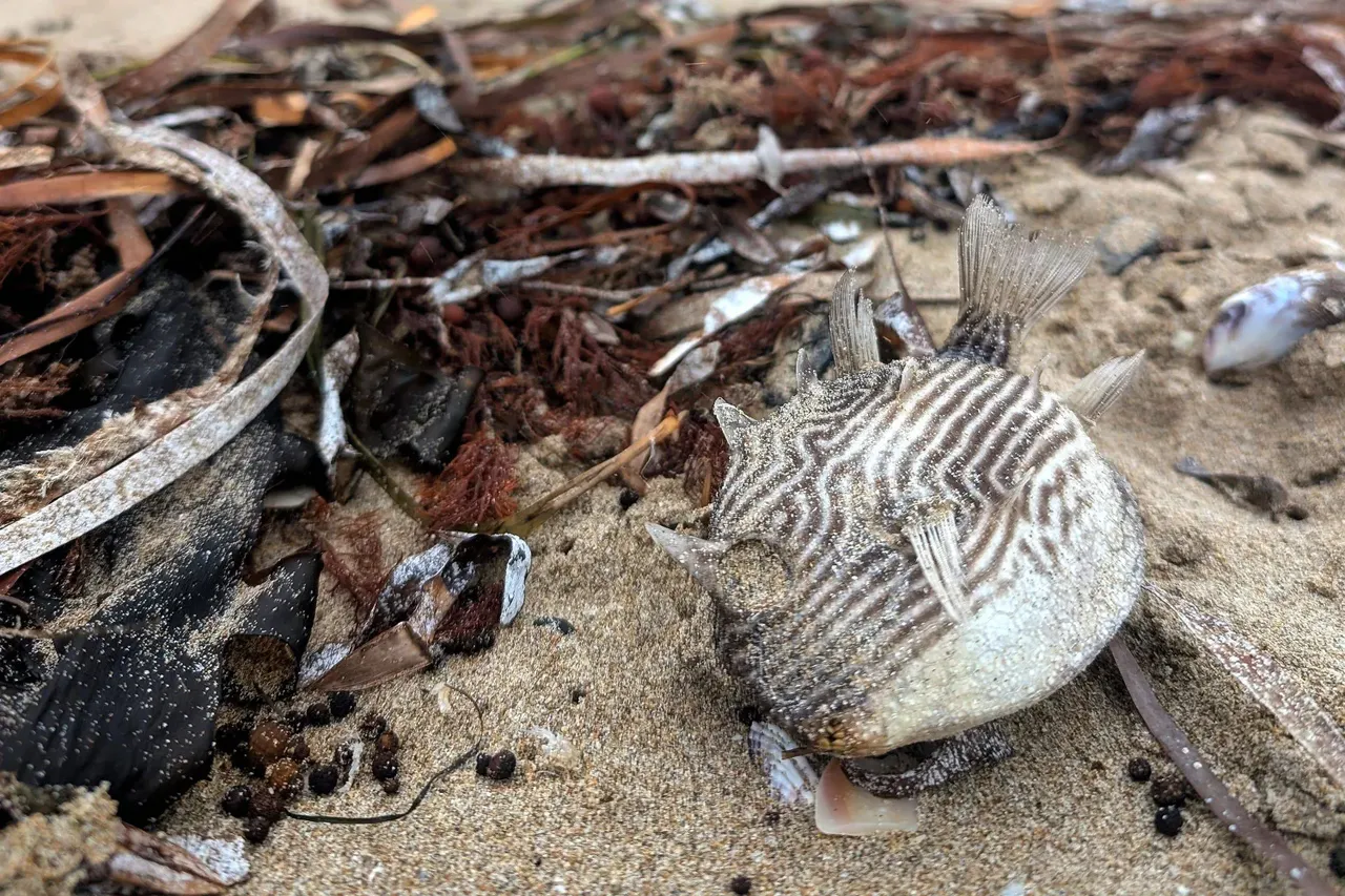 Güney Avustralya kıyılarında dehşet! İnsanlar zehirlendi, milyonlarca deniz canlısı öldü