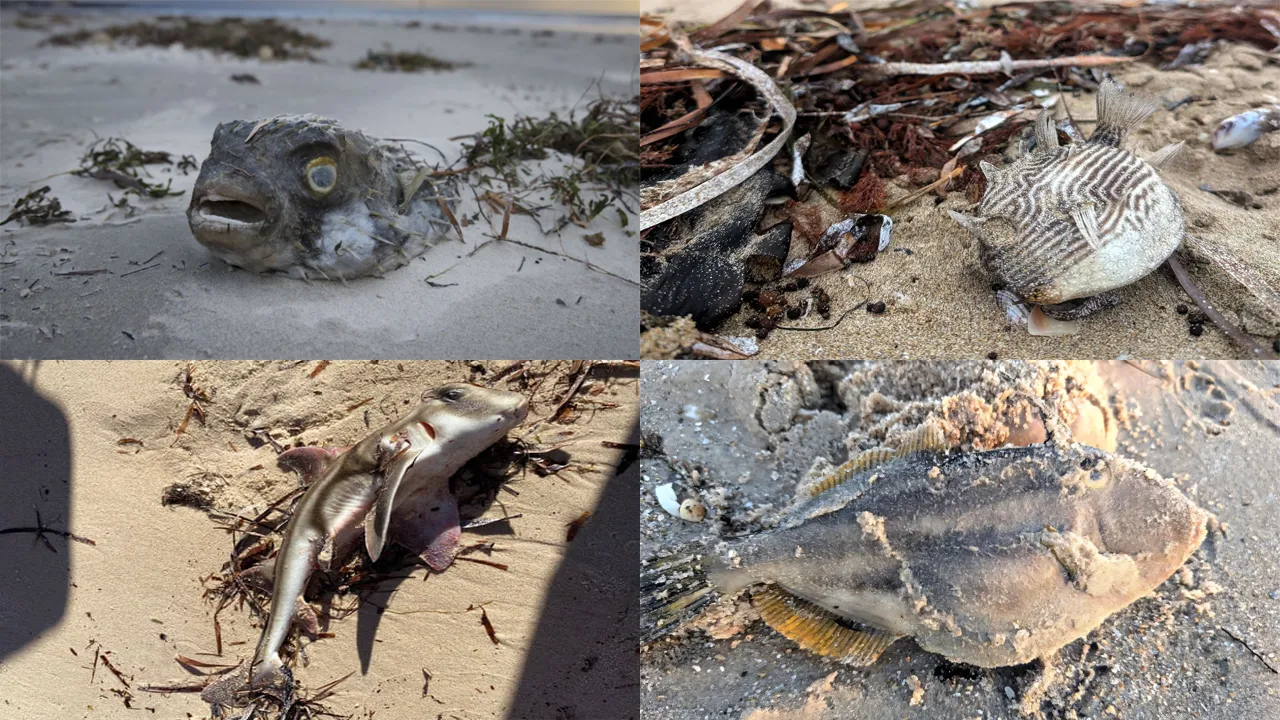 Güney Avustralya kıyılarında dehşet! İnsanlar zehirlendi, milyonlarca deniz canlısı öldü