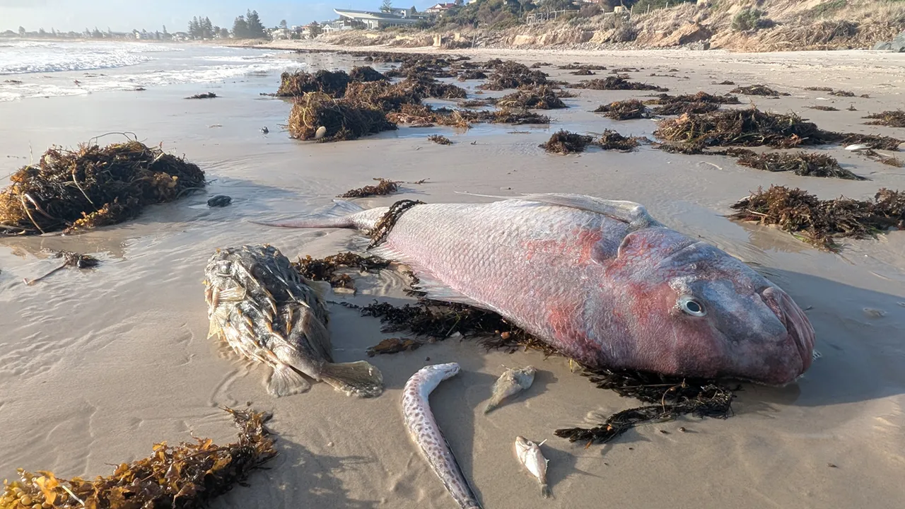 Güney Avustralya kıyılarında dehşet! İnsanlar zehirlendi, milyonlarca deniz canlısı öldü