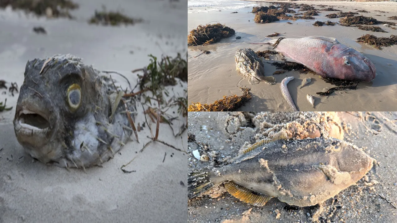 Güney Avustralya kıyılarında dehşet! İnsanlar zehirlendi, milyonlarca deniz canlısı öldü
