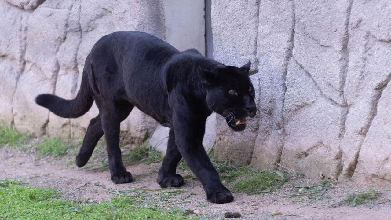 Türkiye’nin tek siyah jaguarı İzmir’de