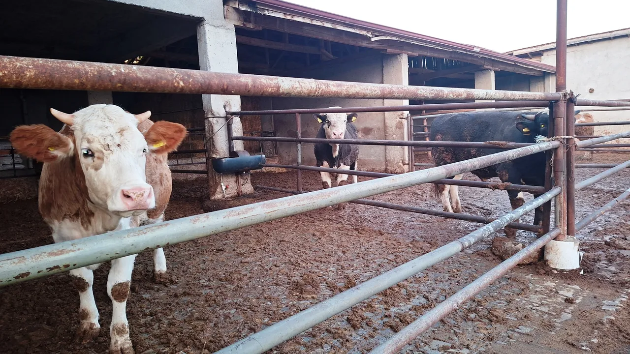 Kütahya'nın Hisarcık ilçesinde şap karantinası başladı