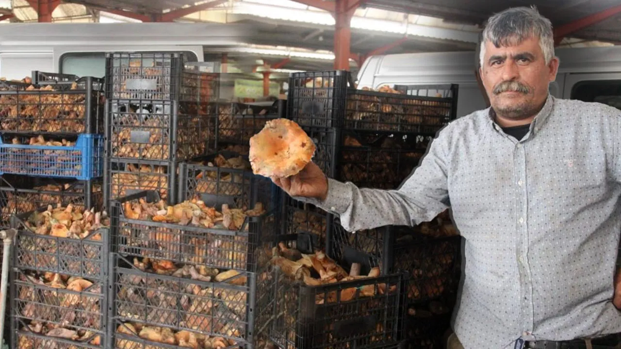 Kanlıca mantarı köylünün geçim kaynağı oldu: Kilosu 100 lirada satılıyor