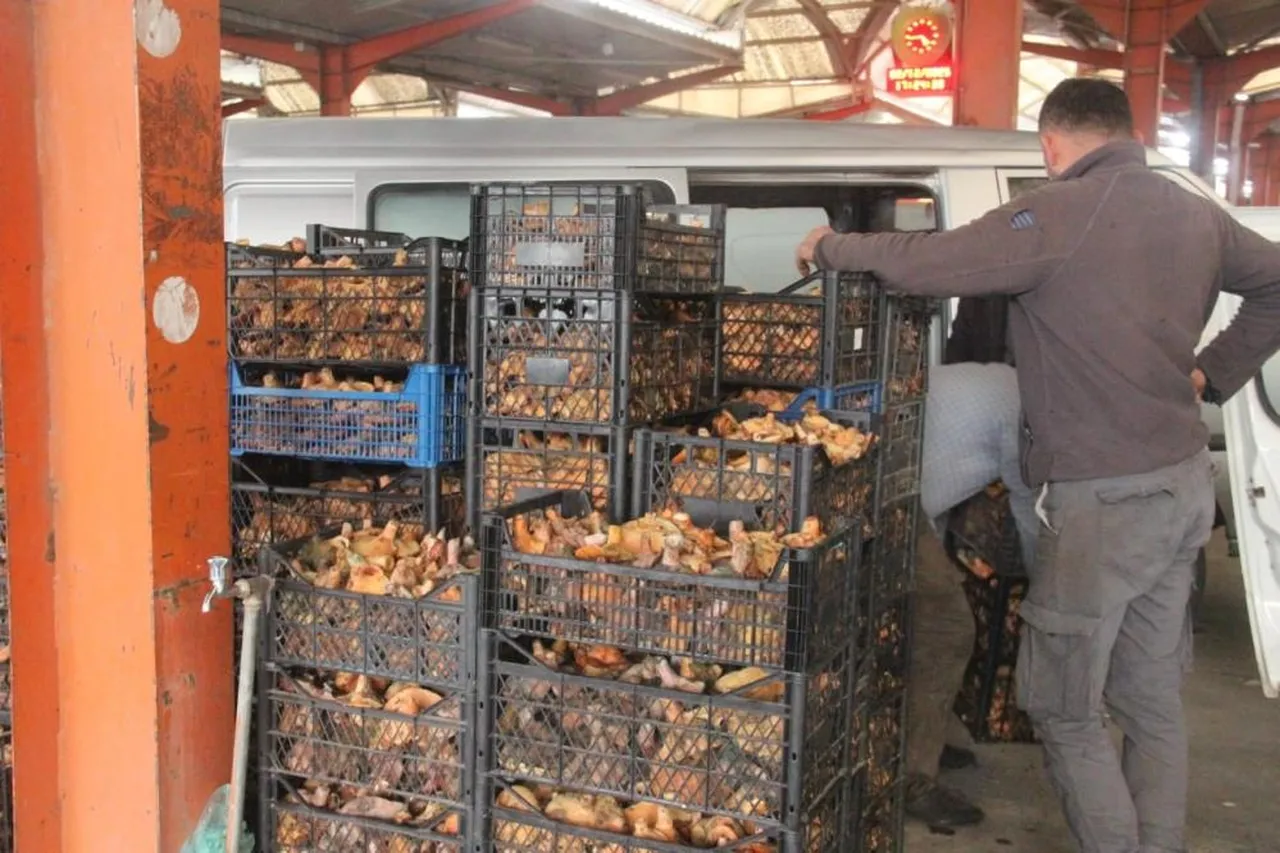 Kanlıca mantarı köylünün geçim kaynağı oldu: Kilosu 100 lirada satılıyor