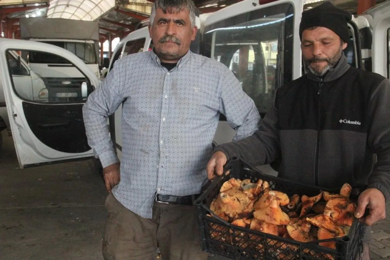 Kanlıca mantarı köylünün geçim kaynağı oldu: Kilosu 100 lirada satılıyor