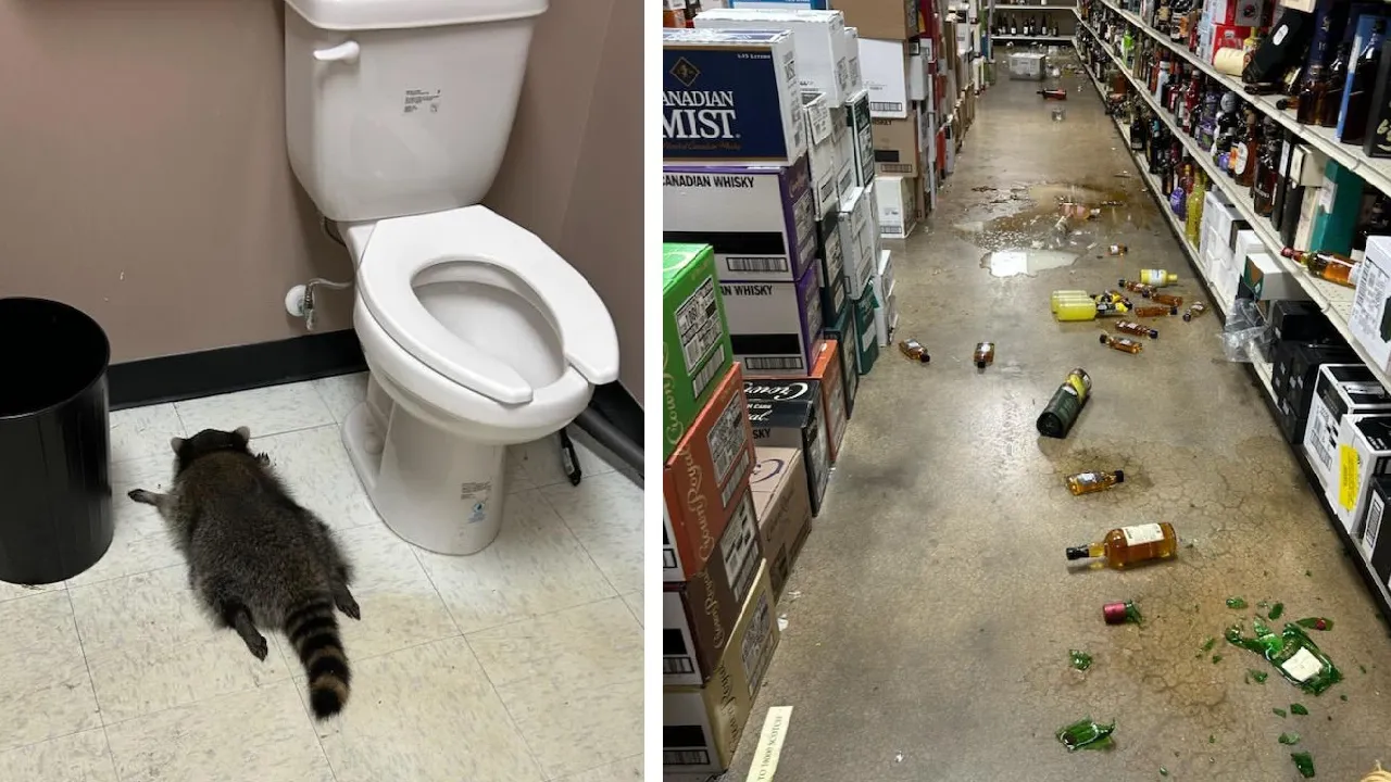 Sarhoş rakun dükkanı talan etti! Ortalık savaş alanına döndü