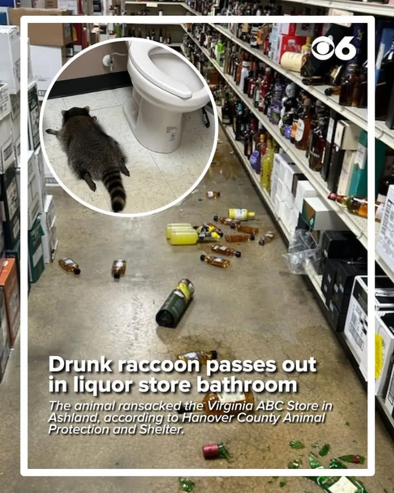 Sarhoş rakun dükkanı talan etti! Ortalık savaş alanına döndü