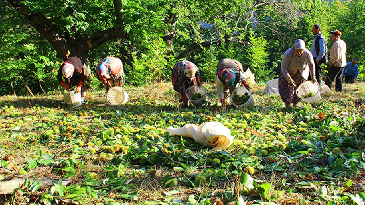 Sıfır maliyet! Kendiliğinden yetişiyor: Kilosu 250 TL’den satılıyor