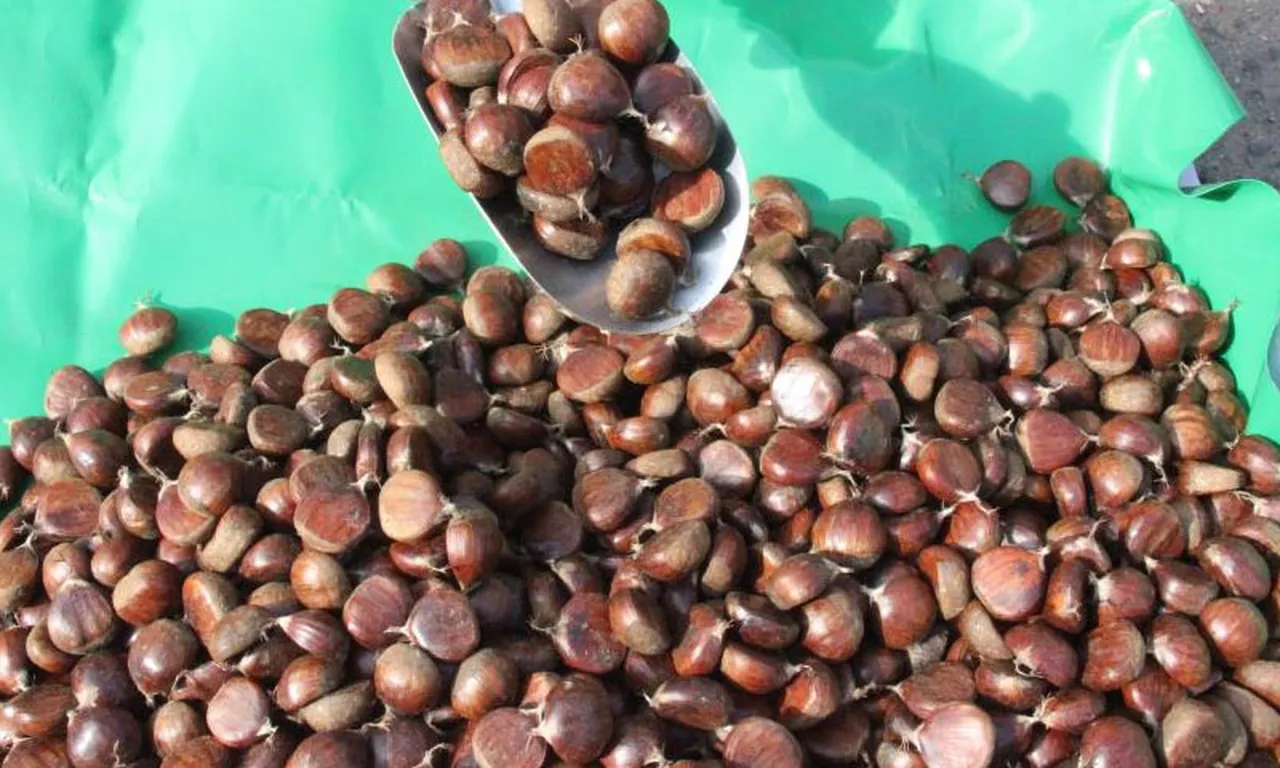 Sıfır maliyet! Kendiliğinden yetişiyor: Kilosu 250 TL’den satılıyor