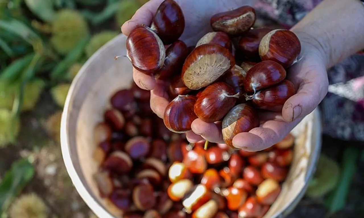 Sıfır maliyet! Kendiliğinden yetişiyor: Kilosu 250 TL’den satılıyor