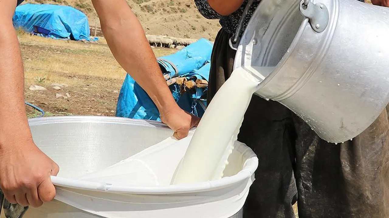 Süt üreticisi kırılma noktasında: Maliyet 23 lira, fiyat 14 lira