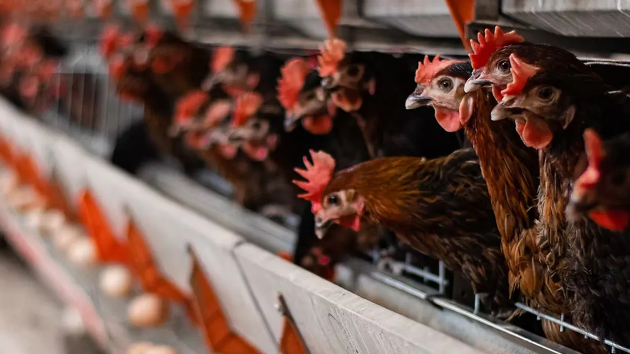 Ünlü tavukçu darboğazdan çıkamadı! Konkordato başvurusu yaptı