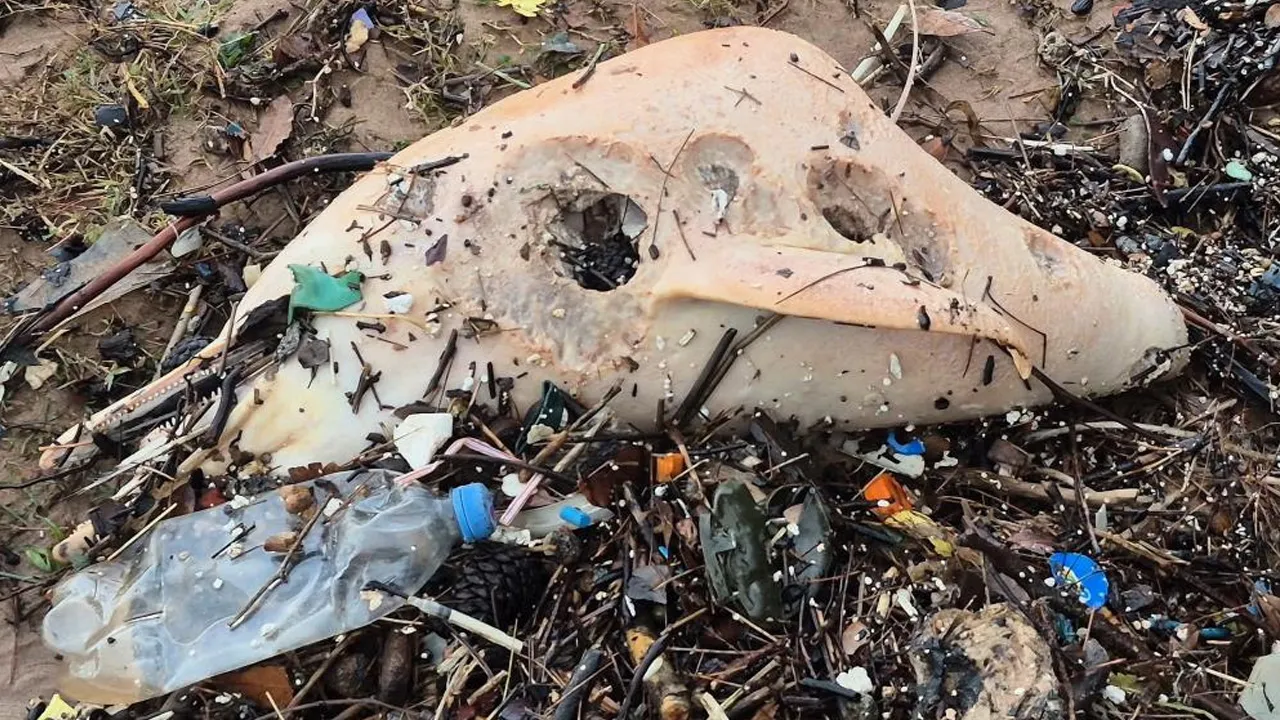 Bartın'da sahile vurdu! Vücut kalıntıları dikkat çekti