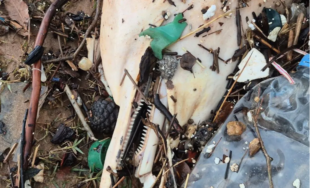 Bartında sahile vurdu! Vücut kalıntıları dikkat çekti