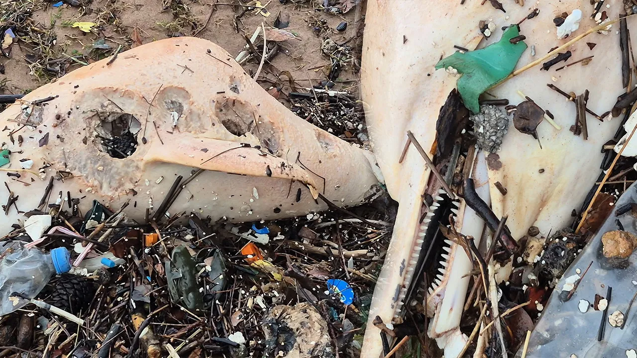 Dev dalgalar sahile sürükledi! Görenler küçük dilini yuttu