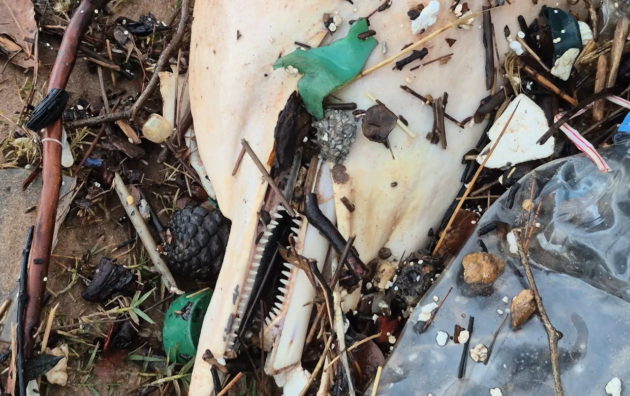 Dev dalgalar sahile sürükledi! Görenler küçük dilini yuttu