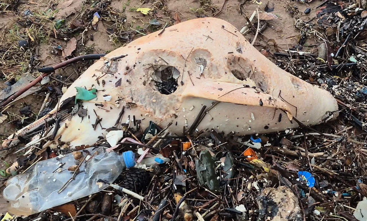 Dev dalgalar sahile sürükledi! Görenler küçük dilini yuttu