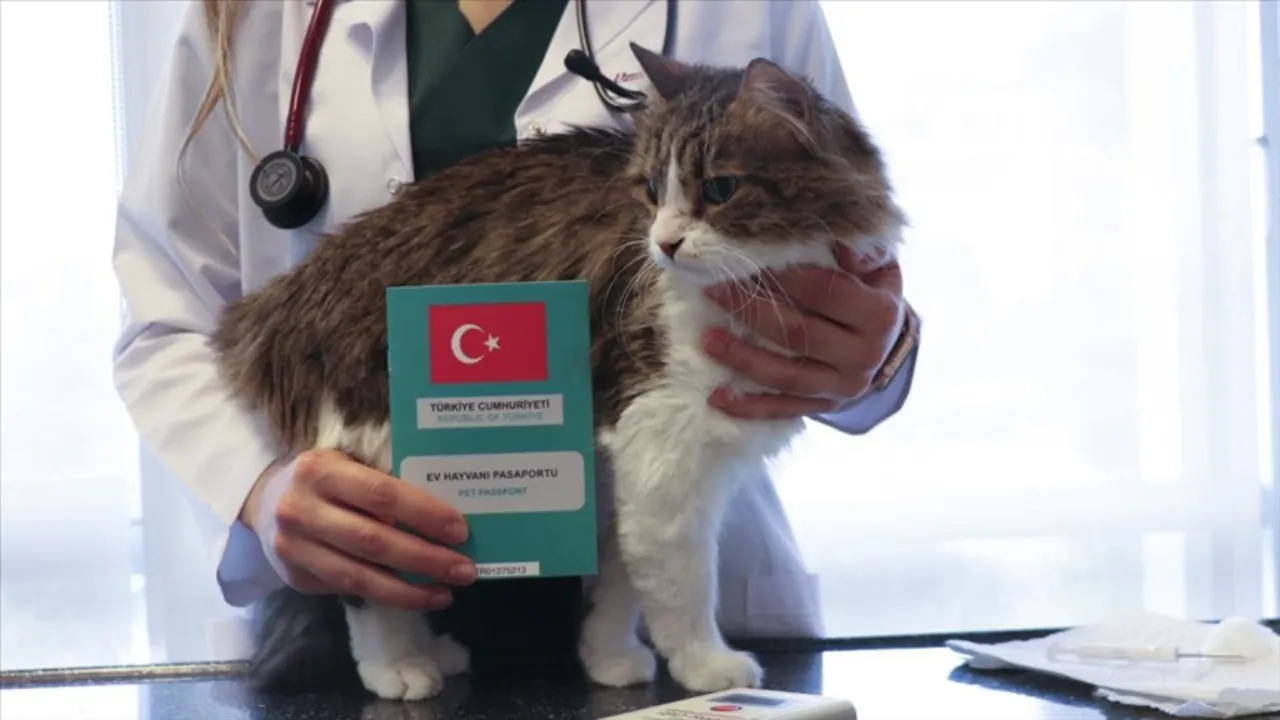 Kedi-köpek çipi için son gün yarın! Yaptırmayana para cezası!