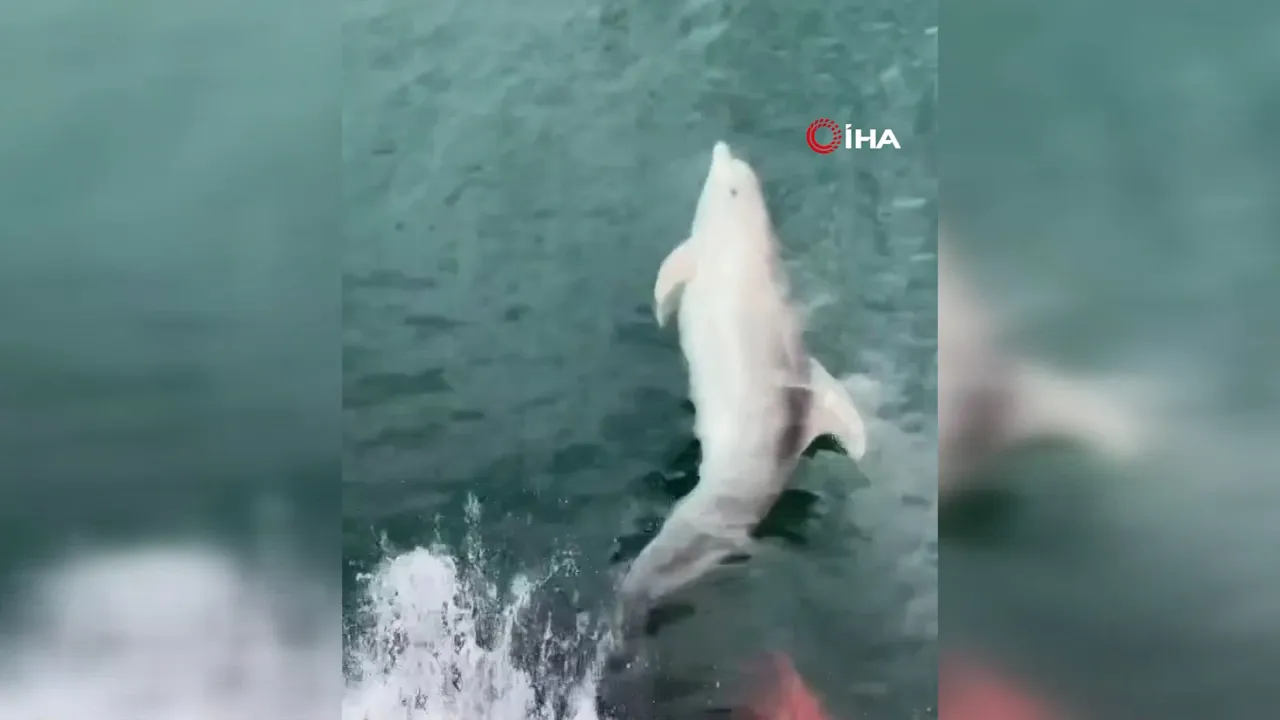 Tekirdağ açıklarında tekneye sürpriz misafir! Yunusun eşliği kamerada
