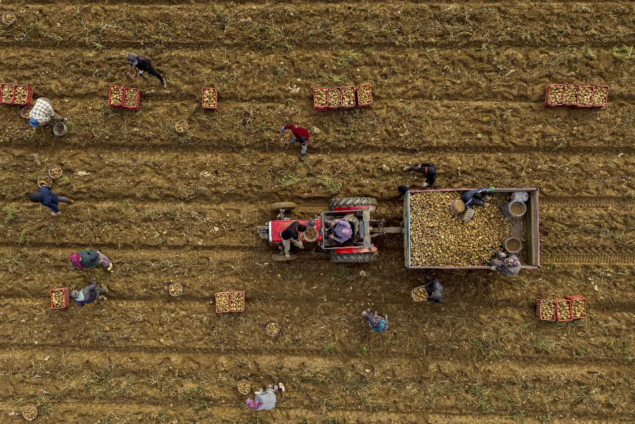 Türkiye'nin dört bir yanına gönderiliyor! Ödemiş'te hasat başladı