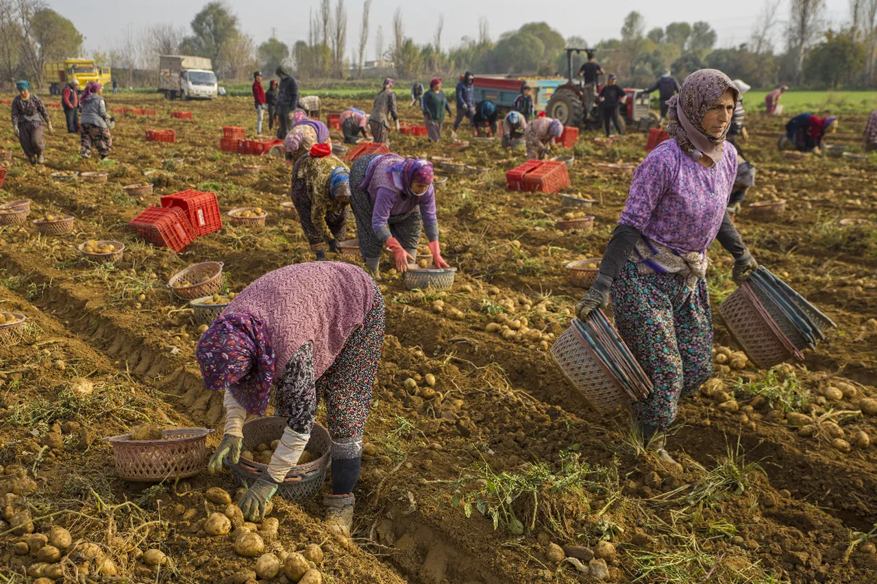 Türkiyenin dört bir yanına gönderiliyor! Ödemişte hasat başladı