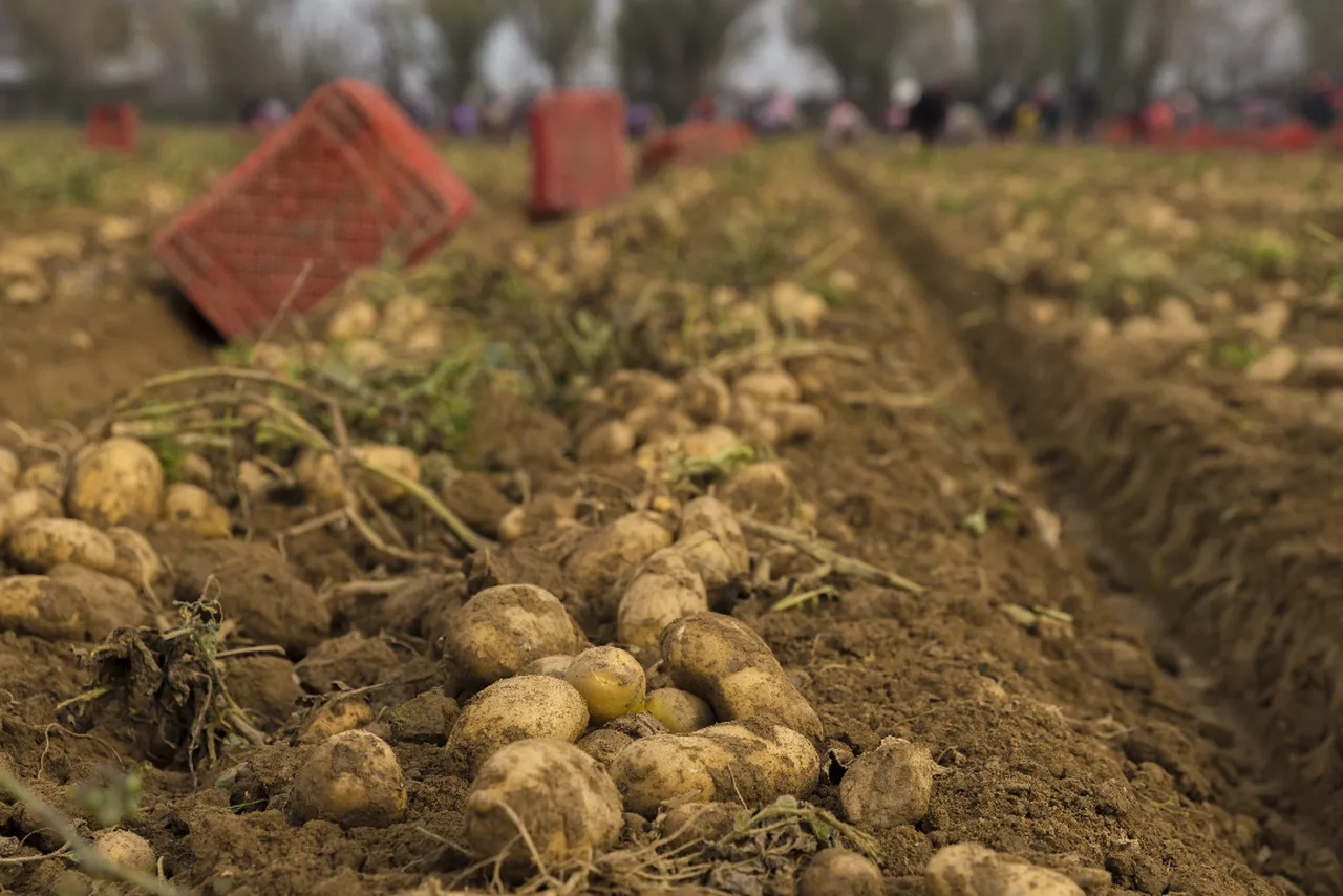 Türkiyenin dört bir yanına gönderiliyor! Ödemişte hasat başladı