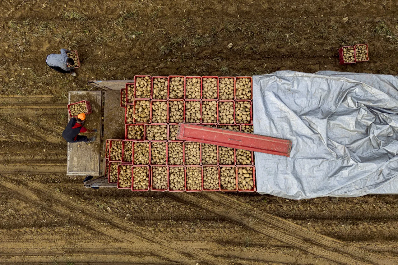 Türkiyenin dört bir yanına gönderiliyor! Ödemişte hasat başladı