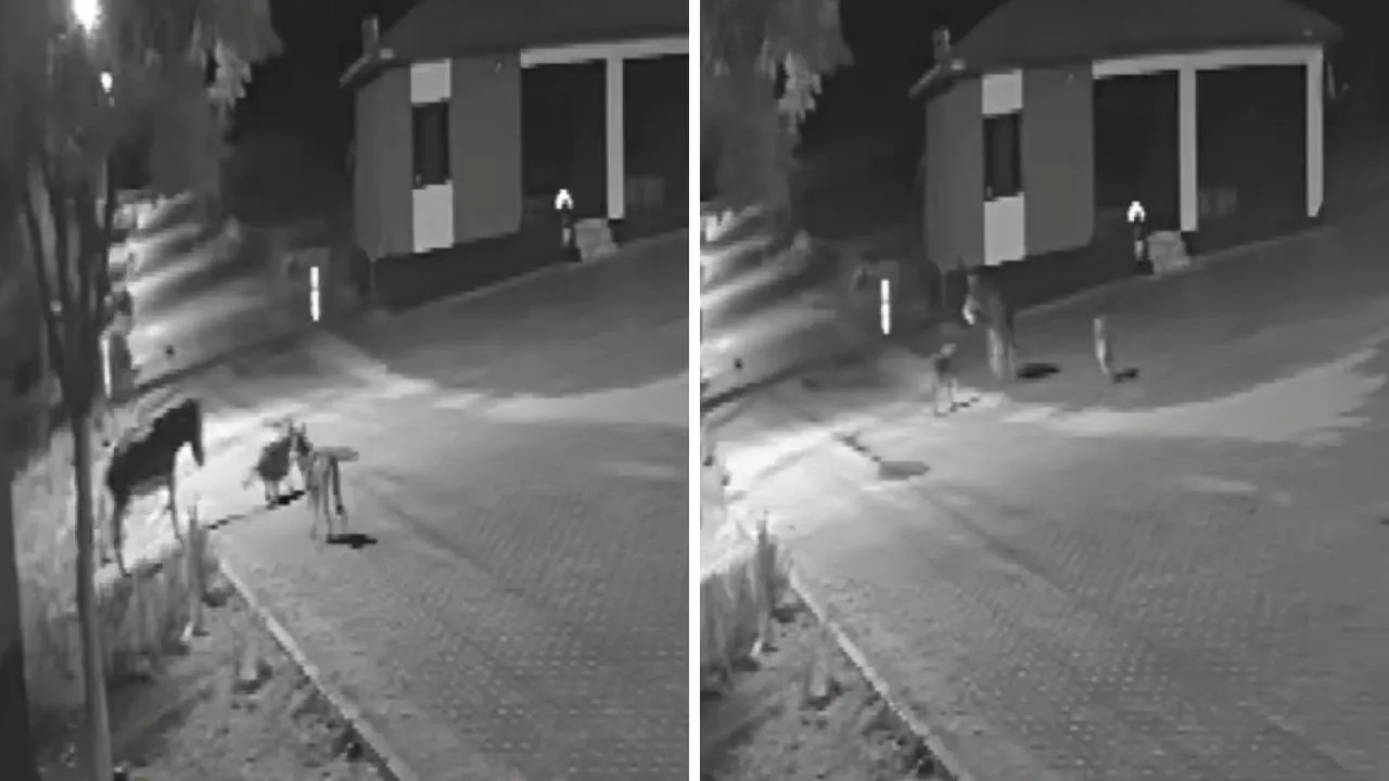 Aç kalan kurtlar mahallede eşeği parçaladı! O anlar kamerada