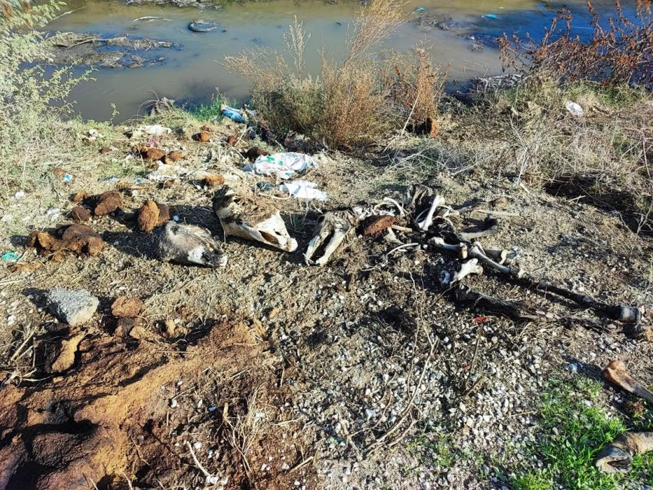 Adana'da mide bulandıran görüntü! Dere yatağına at ve eşek kalıntıları atıldı
