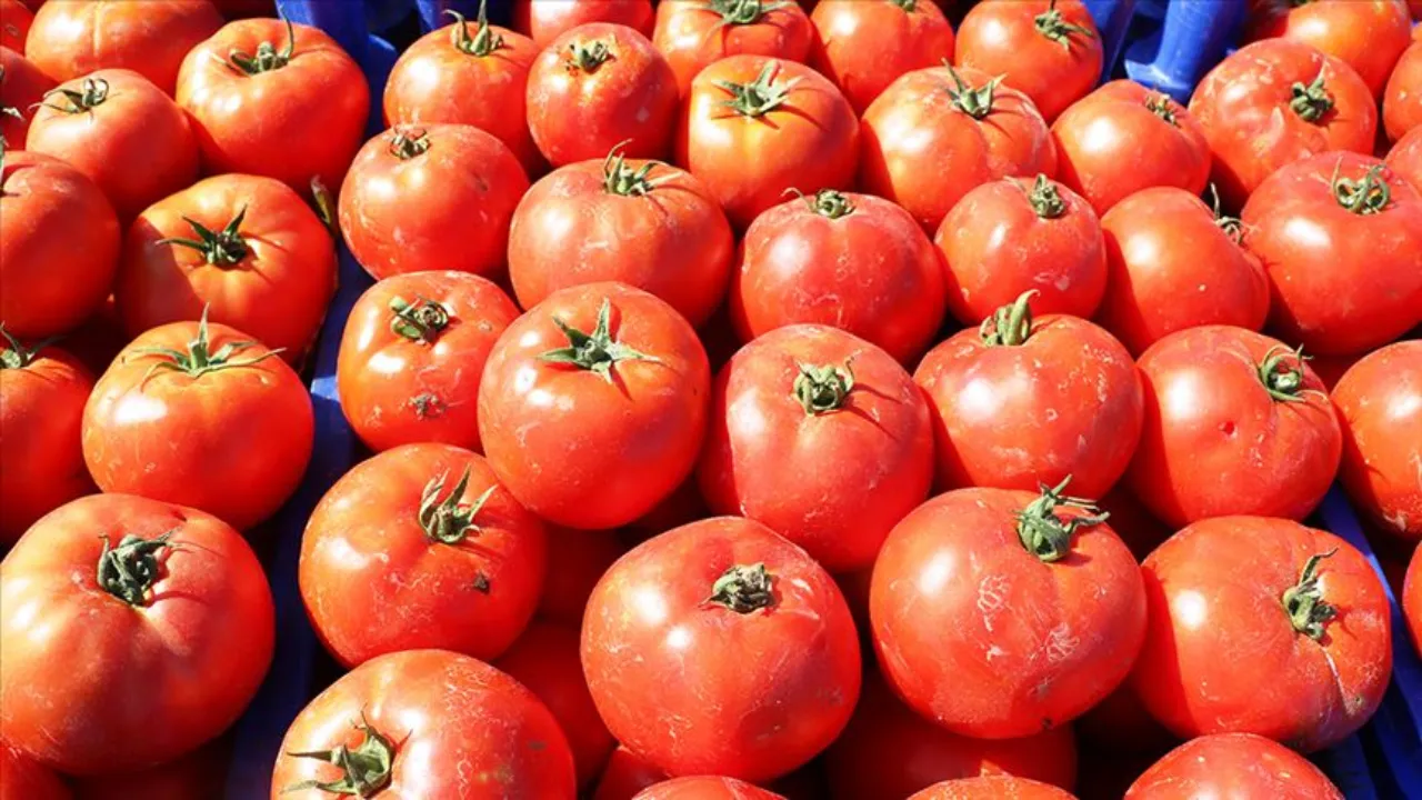 Çanakkale'nin meşhur domatesi tezgahlarda: Kilosu 10 lira!