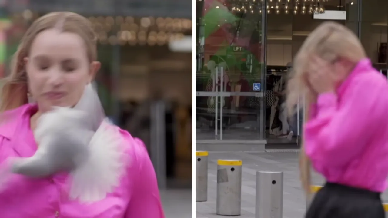 Canlı yayında martı saldırdı! Muhabir neye uğradığını şaşırdı