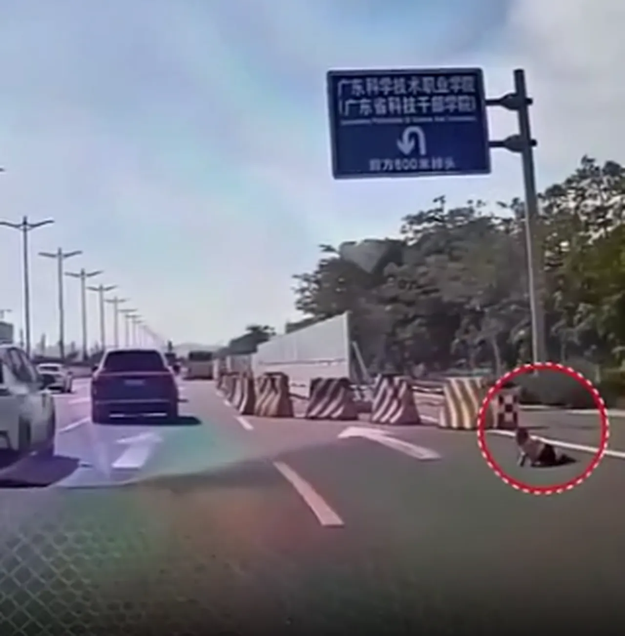 Emekleyerek otobana çıktı, saniyelerle kurtuldu! Panik dolu anlar kamerada