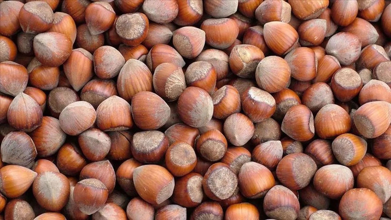 Fındık ihracatında 547 milyon dolarlık gelir!