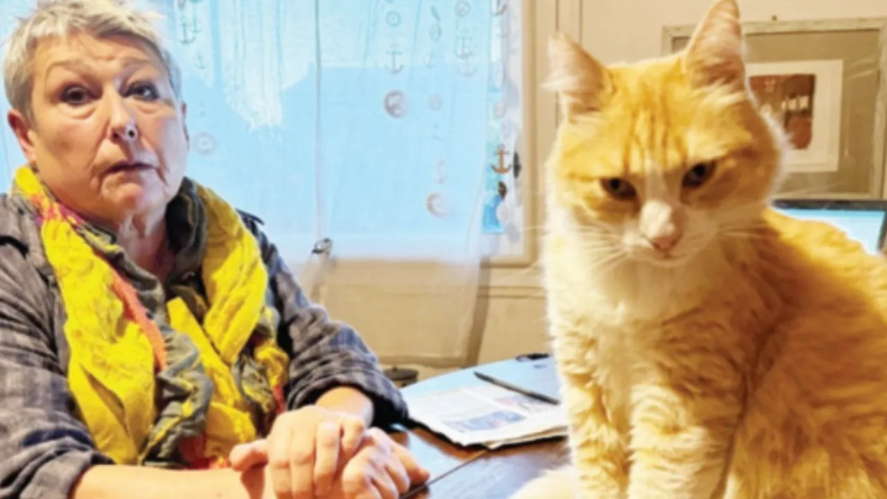 İnanılmaz ama gerçek! Kediye ev hapsi cezası verildi