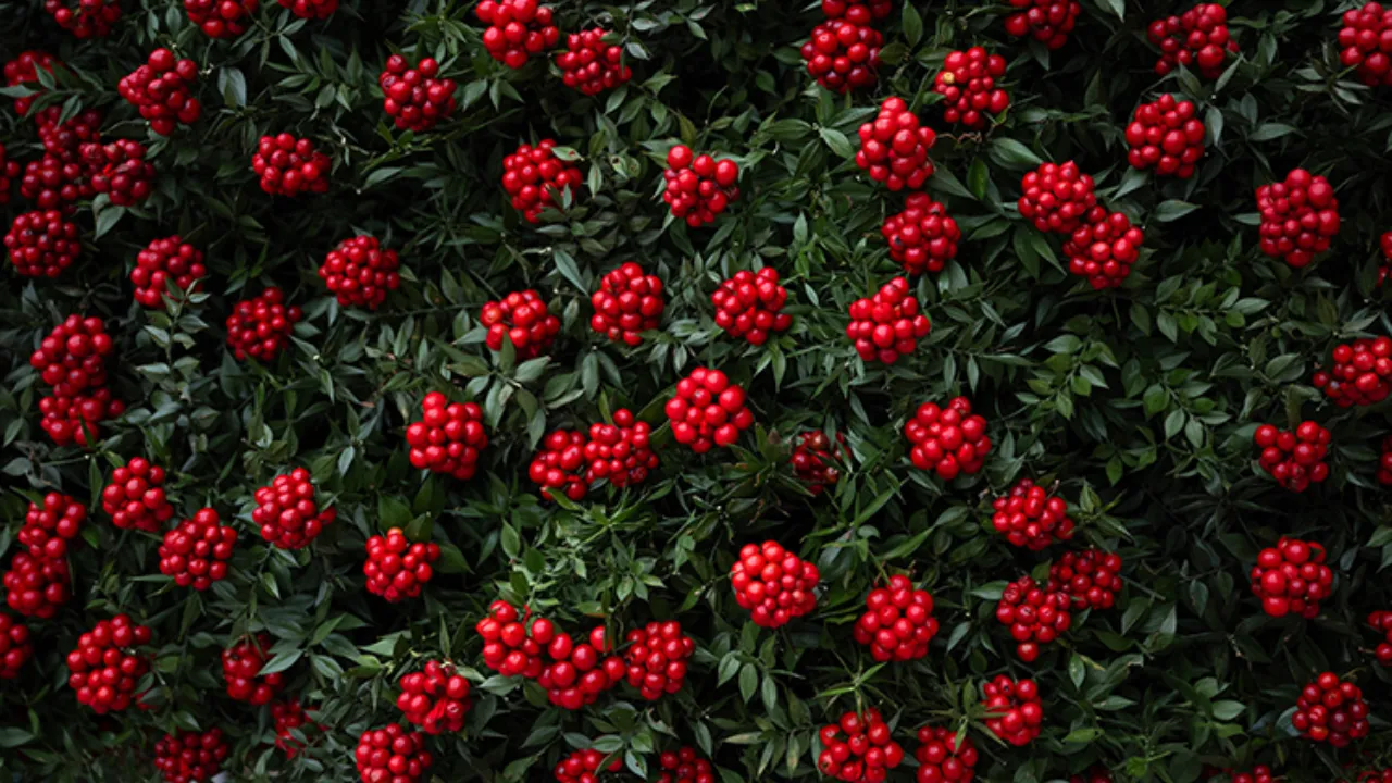 Kokina suya konur mu, nasıl bakılır? Kokina çiçeği bakım rehberi