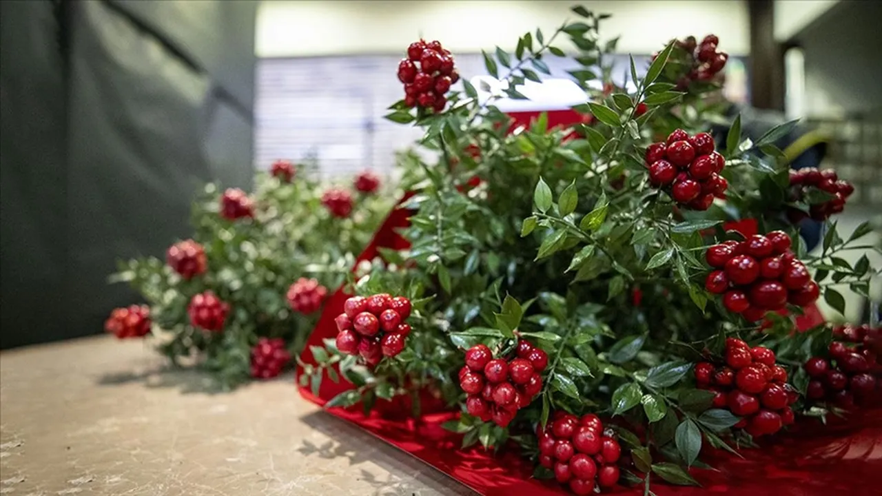 Kokina suya konur mu, nasıl bakılır? Kokina çiçeği bakım rehberi